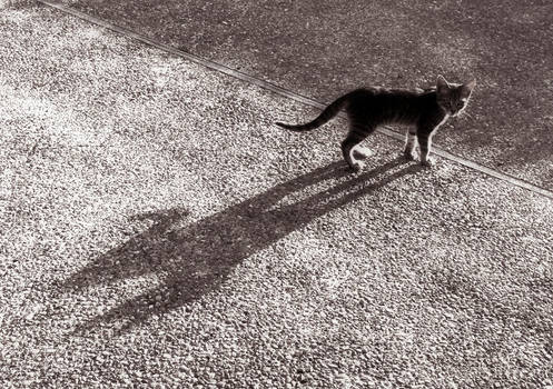 shadow