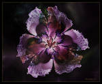 Solanaceae by Szellorozsa