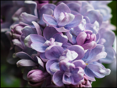 Les lilas sont fleuris