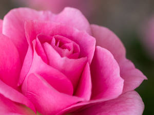 Pink Softness by Szellorozsa Pink Softness by Szellorozsa