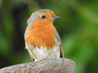 Bob the robin 