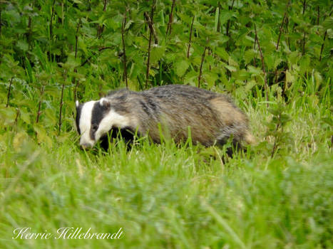 My first ever badger was so excited 