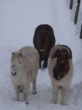 Three Little Shetlands