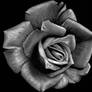 Black Rose Immortal