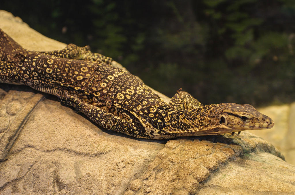 Monitor Lizard