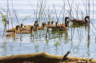 Family of Geese