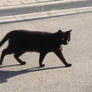 Stock 052: black cat
