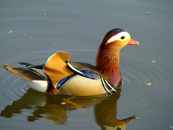 Stock 279: male mandarin duck by AlzirrSwanheartStock