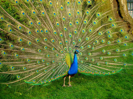 Stock 283: peacock spread