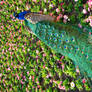 Stock 294: peacock in flowers