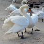 Stock 325: swans