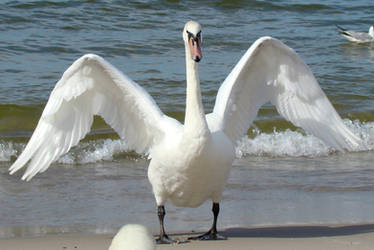 Stock 328: swan wings