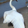 Stock 329: swan wing 2