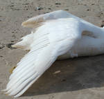 Stock 330: swan wing 3