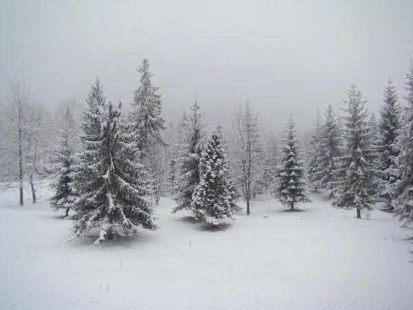 Stock 351: winter trees 1 by AlzirrSwanheartStock