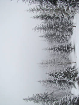 Stock 352: winter trees 2