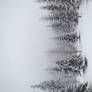 Stock 352: winter trees 2