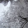 Stock 353: winter trees 3