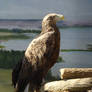 Stock 367: eagle