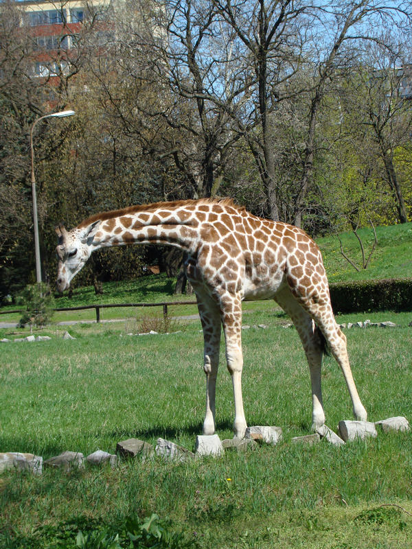 Stock 371: giraffe