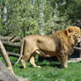 Stock 374: lion
