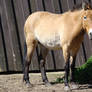 Stock 381: Przewalski horse