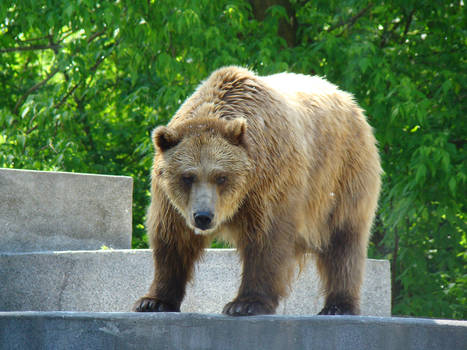 Stock 393: bear 2