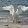 Stock 432: swan wings