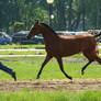 Stock 443: Arabian horse 4