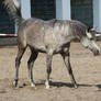 Stock 445: Arabian horse 6