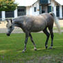 Stock 450: Arabian horse 11