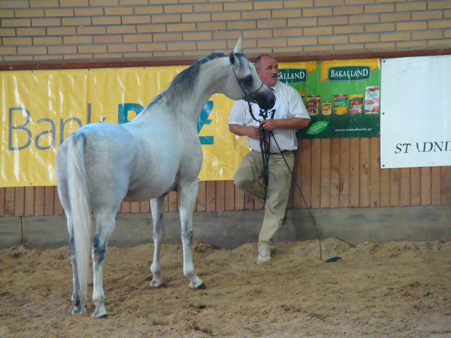Stock 460: Arabian horse 21