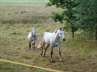 Stock 522: white horse galloping