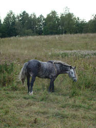 Stock 525: dapple grey braided horse