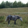 Stock 525: dapple grey braided horse