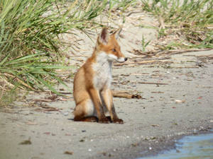Stock 526: fox cub