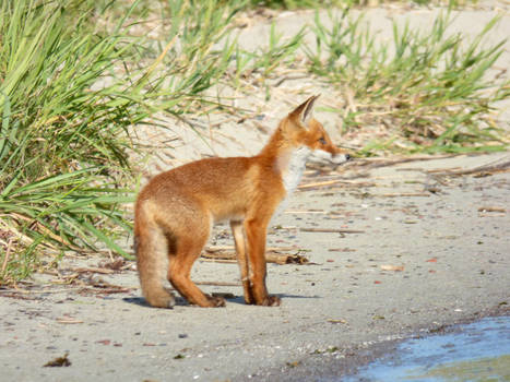 Stock 527: fox cub 2