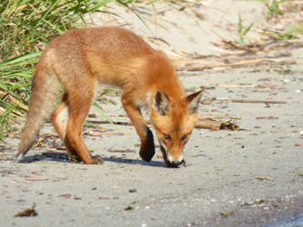 Stock 528: fox cub 3