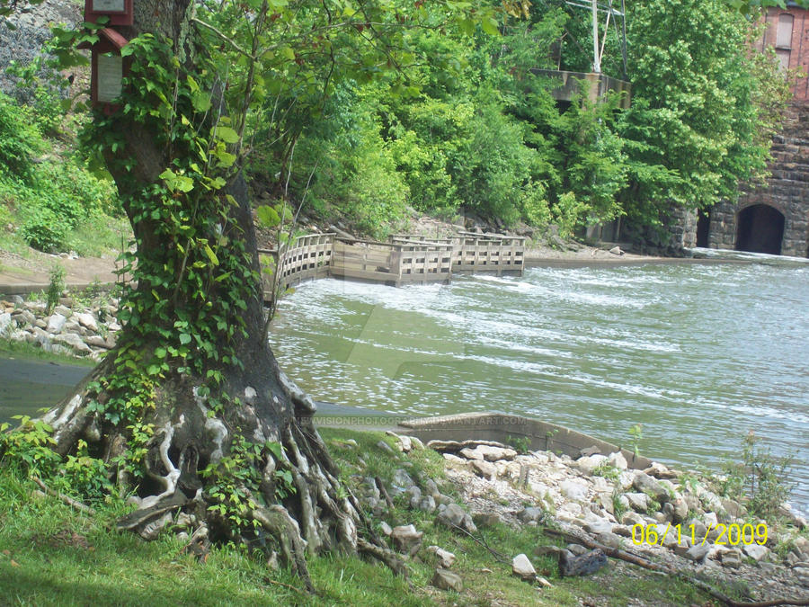 Riverside Tree by NewVisionPhotography on DeviantArt