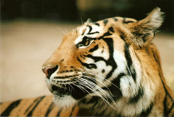 Tiger Scan by I-Am-Confession on DeviantArt