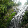 Dorrigo National Park 4