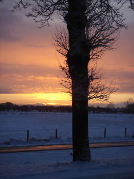 tree of sunrise