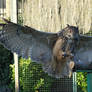 Eagle Owl wings