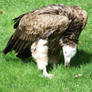 Vulture 03