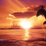 Dolphin-Sunset