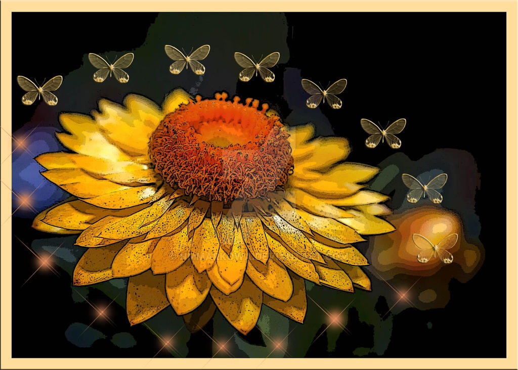 Helichrysum by nmmarkowa on DeviantArt