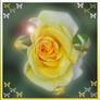 Yellow Rose