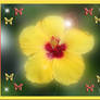 Hibiscus Yellow