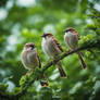 Sparrows on a green tree