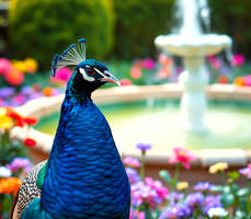 Amazing peacock at the fountain